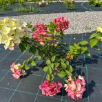 Hortenzia metlinatá (Hydrangea paniculata) ´PINKY WINKY´ - výška 20-30 cm, kont. C3L